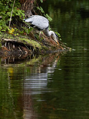 Grey Heron (Ardea cinerea) standing on the shore of a lake peering into the water.
