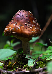 Mushroom. Amanita pantherina, also known as the panther cap, false blusher, and the panther amanita.
