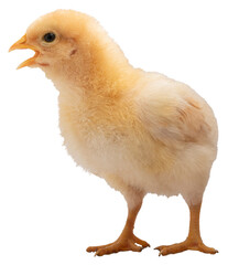 Yellow chicken chick making louds noise © Guy Sagi