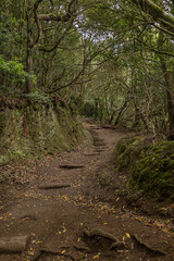 Dirt road covered with a magical landscape surrounded by trees with green leaves. Concept: Nature, hiking, landscape, forest.