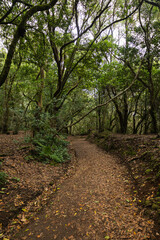 Fototapeta premium Dirt road covered with a magical landscape surrounded by trees with green leaves. Concept: Nature, hiking, landscape, forest.