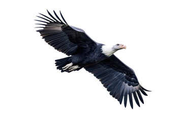 Naklejka premium A majestic eagle soaring gracefully through the sky with its impressive wingspan, embodying power and freedom in nature.