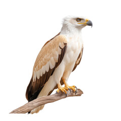 Obraz premium A majestic eagle perched on a branch, showcasing its stunning plumage and sharp gaze, symbolizing strength and freedom.