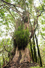 Photograph wild forest small shrub on larger tree trunk.