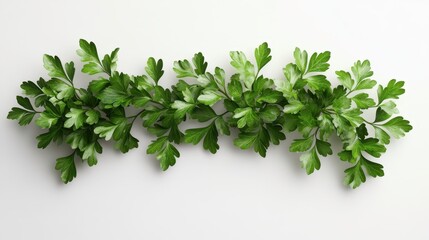 Obraz premium Parsley (dried) clipart, element, 3D illustration, realistic, isolated on white background