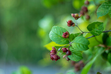 wild strawberry on a branch