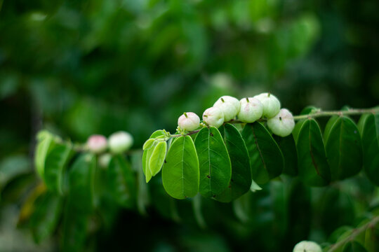 Katuk fruit is white