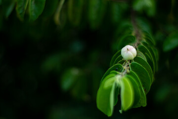 Katuk plant for herbal medicine