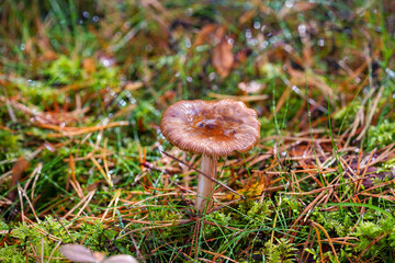 A charming autumn forest scene featuring a variety of mushrooms growing on the forest floor. The photo captures the rich, earthy tones of fallen leaves and the diverse shapes and colors of the mushroo