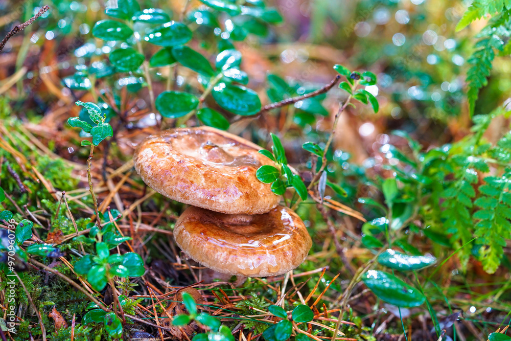 Wall mural A charming autumn forest scene featuring a variety of mushrooms growing on the forest floor. The photo captures the rich, earthy tones of fallen leaves and the diverse shapes and colors of the mushroo