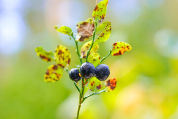 blueberries on a bush