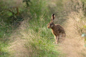 Lapin des bois