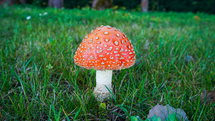 A charming autumn forest scene featuring a variety of mushrooms growing on the forest floor. The photo captures the rich, earthy tones of fallen leaves and the diverse shapes and colors of the mushroo