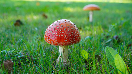 A charming autumn forest scene featuring a variety of mushrooms growing on the forest floor. The photo captures the rich, earthy tones of fallen leaves and the diverse shapes and colors of the mushroo