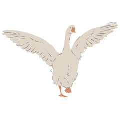 Obraz premium Goose, white bird with red paws and beak. Vector isolated image of farm bird.