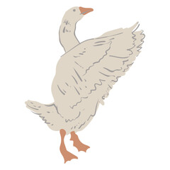Goose, white bird with red paws and beak. Vector isolated image of farm bird.