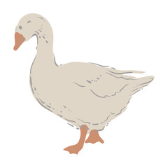 Goose, white bird with red paws and beak. Vector isolated image of farm bird.