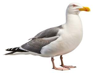 Naklejka premium PNG Western gull bird seagull animal goose.