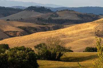 Naklejka premium Rolling hills in golden hues under soft sunlight. Minimal greenery in the foreground, Rolling hills with golden fields, mountain range in the background, sparse vegetation