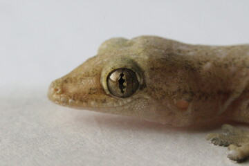 close up of a lizard