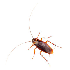 Cockroach isolated on white background. With clipping path