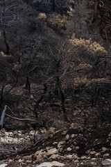Forest Fire Damage. Burned Down Forest in Turkey, Izmir Yamanlar