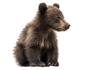 Obraz premium Realistic baby Bear image on transparent background. Ai generated.