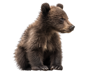 Realistic baby Bear image on transparent background. Ai generated.