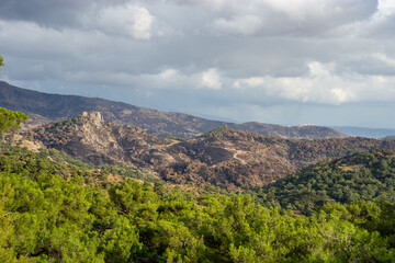 Forest Fire Damage. Burned Down Forest in Turkey, Izmir Yamanlar