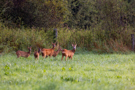 Chevreuils europ&eacute;ens en famille