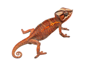 Realistic lizard image on transparent background. Ai generated.