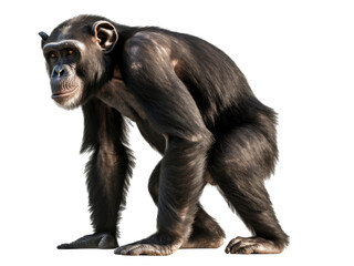 Naklejka premium Realistic Chimpanzee image on transparent background. Ai generated.