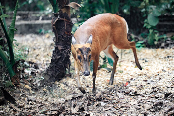 Solitary Barking Deer Walking in a Forest Sanctuary