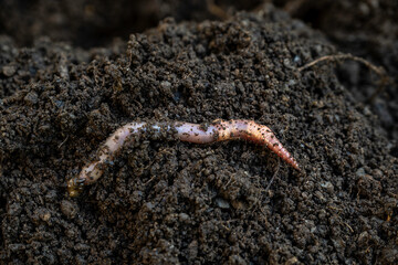 crawling earthworm on black soil