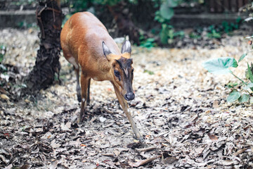 Barking Deer Walking Through Forest Floor Leaves
