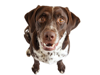 Realistic dog birds-eye view image on transparent background. Ai generated.