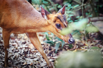 Barking Deer Walking Through Forest Floor Leaves
