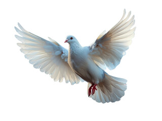 Realistic white dove image on transparent background. Ai generated.