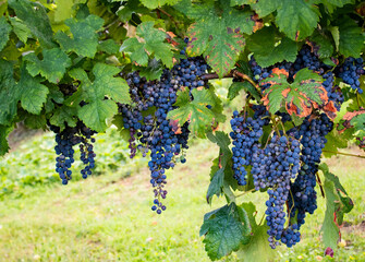 Organic grape clusters in a vineyard, close-up, fresh and ripe.