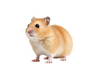 Realistic Hamster image with transparent background generated by AI.