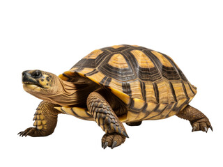 Obraz premium Realistic Turtle image on transparent background. Ai generated.