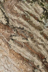 Detailed close-up of tree bark texture with natural patterns, perfect for backgrounds or nature themes.