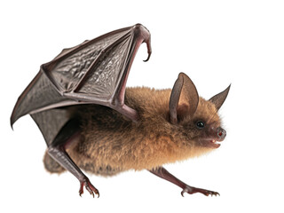 Realistic Bat image on transparent background. Ai generated.