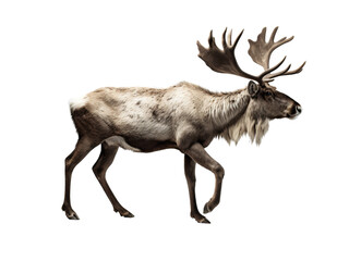 Realistic reindeer image on transparent background. Ai generated.