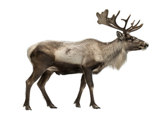 Realistic reindeer image on transparent background. Ai generated.
