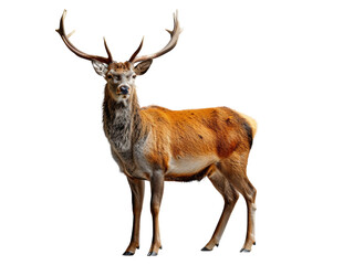 Realistic reindeer image on transparent background. Ai generated.