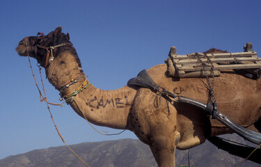 Camels at the Bikaner Camel Festival in the Town of Bikaner in the Province of Rajasthan in India. ...