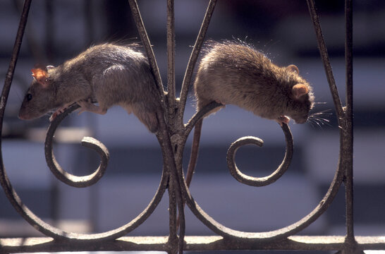 a Rat inside of the Karni Mata Rat Temple in the Town of Deshnoke in the Province of Rajasthan in India.  India, Bikaner, January, 1998