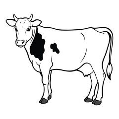 black and white cow