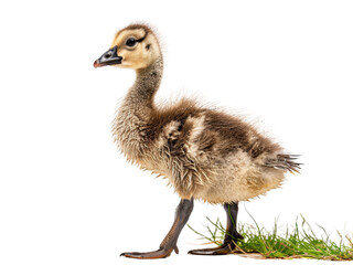 Realistic Gosling image on transparent background. Ai generated.